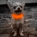 Rechargeable LED Dog Collar