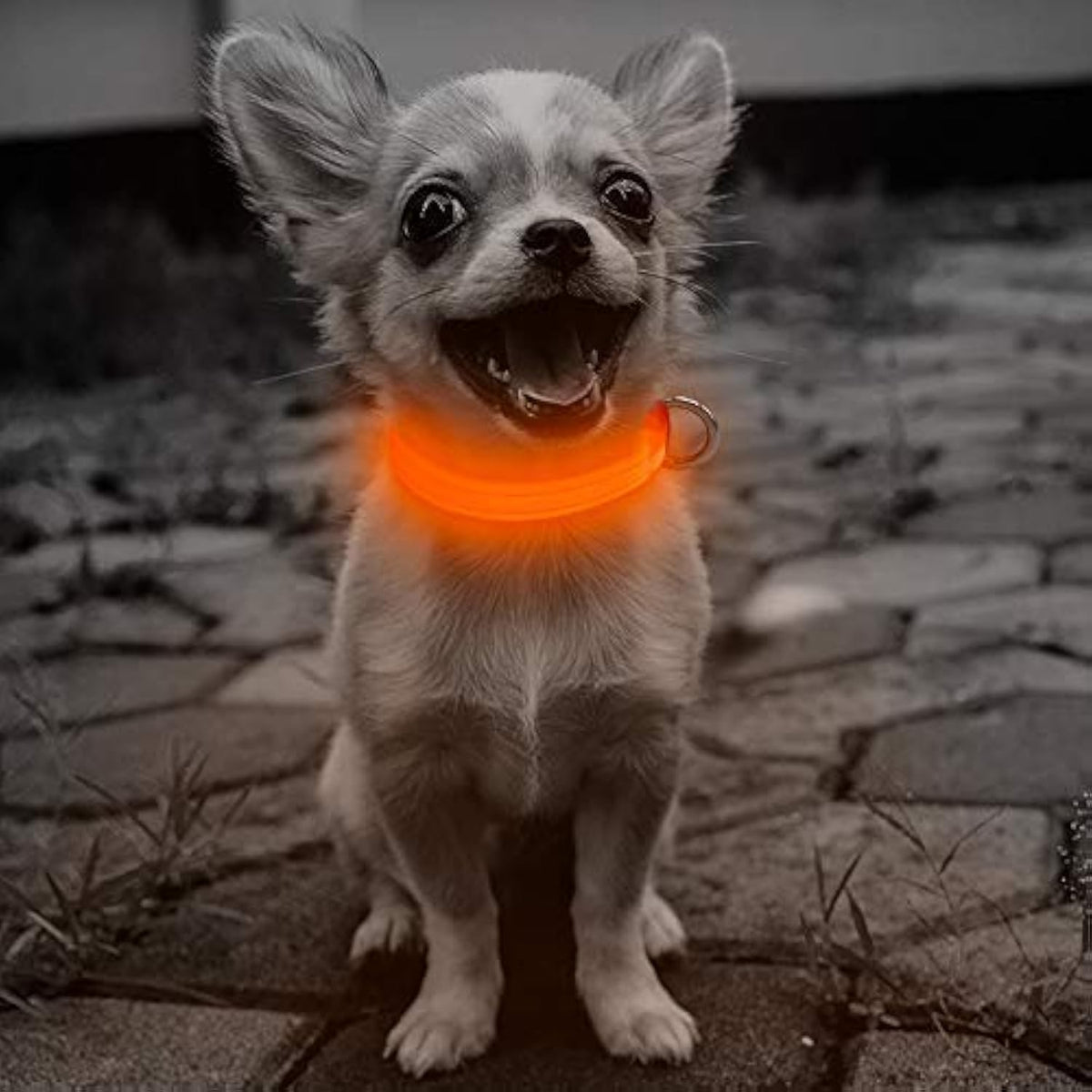 Rechargeable LED Dog Collar